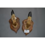 Pair of Deer Hooves on Shield Back Mounts