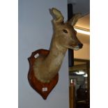 Wall Mounted Deer Head on Oak Shield Plaque