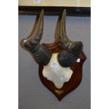 Wildebeast Horns & Skull on Shield Plaque