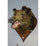 Wall Mounted Boars Head on Oak Shield Plaque