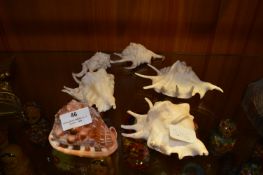 Selection of Six Seashells