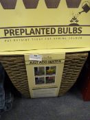 *Wicker Basket with Pre Planted Bulbs