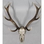 A five point skeletal antler set, 101cm high.