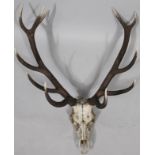 A six point skeletal antler set, 102cm high.