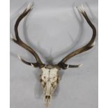 A five point skeletal antler set, 94cm high.