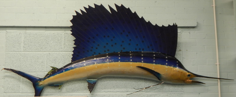 A fibre glass sail fish, taxidermy by a firm of Plant the original caught from a launch off San