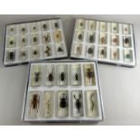 A quantity of various insect specimens, to include Rhinoceros Beetle 9cm wide, Emerald Beetle and