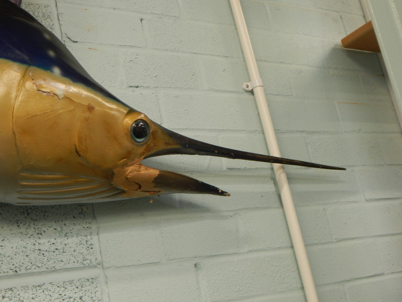 A fibre glass sail fish, taxidermy by a firm of Plant the original caught from a launch off San - Image 4 of 5