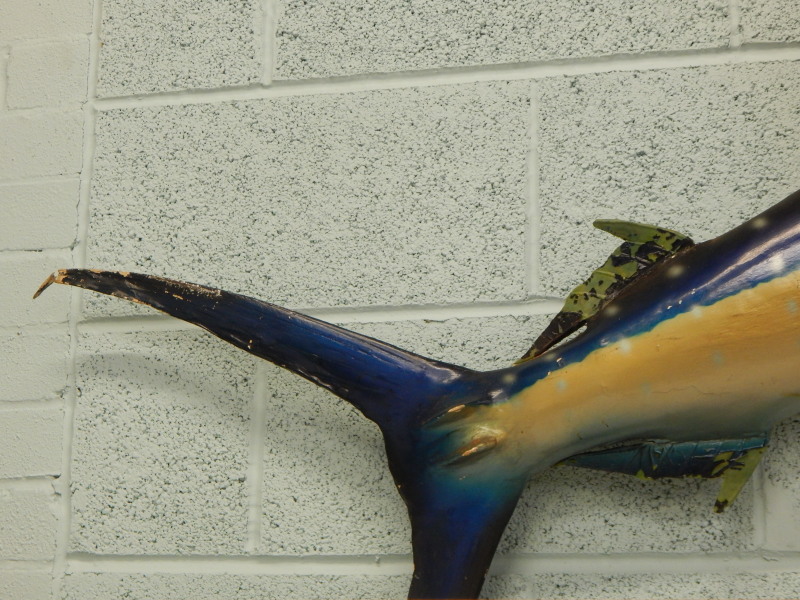 A fibre glass sail fish, taxidermy by a firm of Plant the original caught from a launch off San - Image 2 of 5