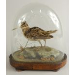 A taxidermied snipe, in glass and walnut dome, with bun feet.