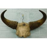 A pair of ancient buffalo horns, with skull mount, 80cm wide
