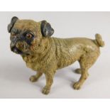 A cold painted bronze figure of a pug, in the manner of Franz Bergman, 6cm long.