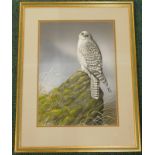 Peter Robinson. Gyr Falcon, watercolour, signed lower left, 43cm x 30cm