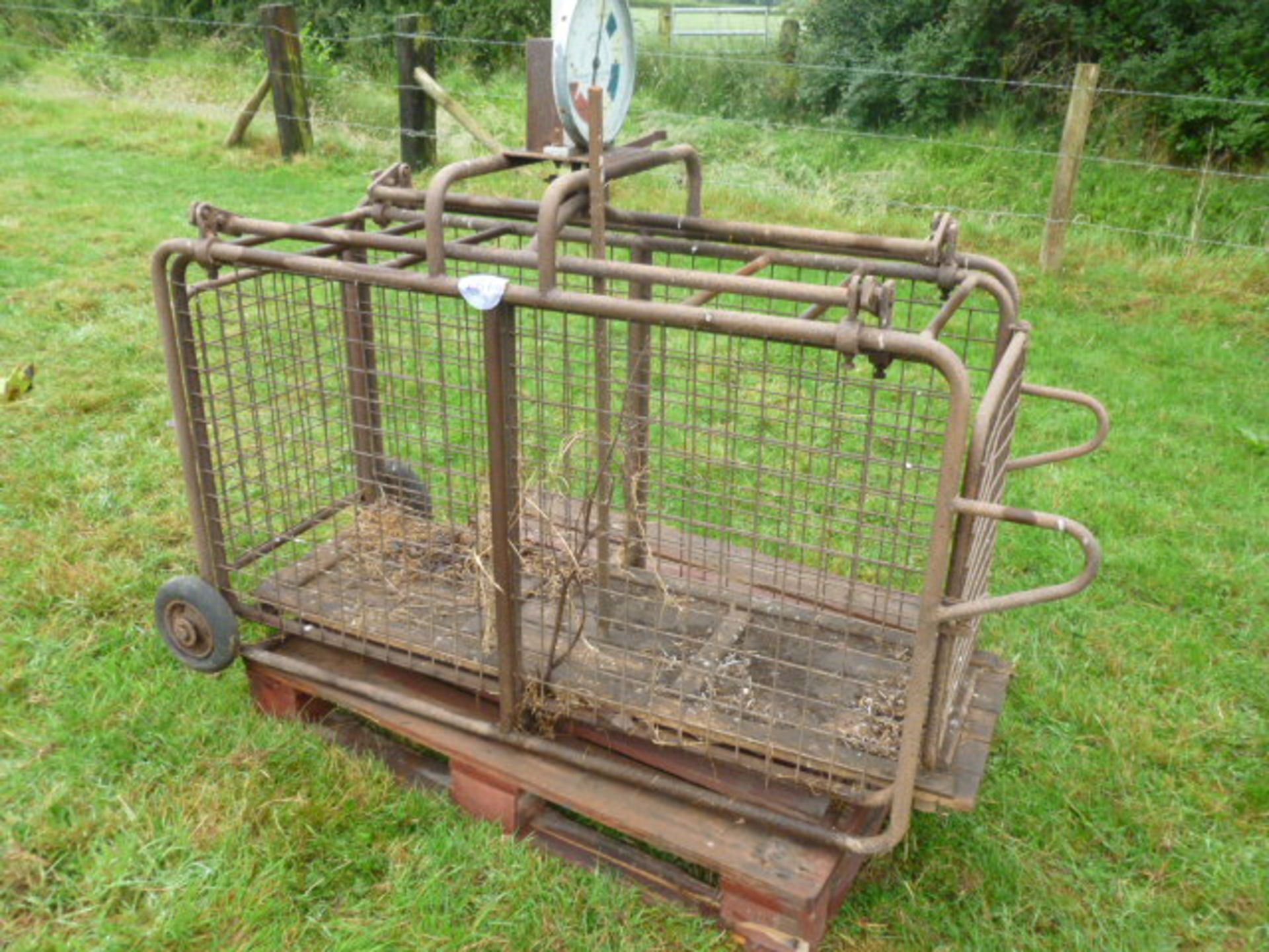 SHEEP WEIGH SCALES