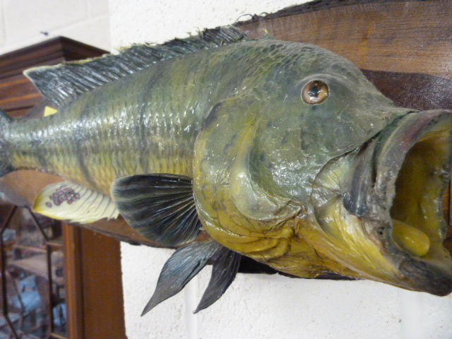 Taxidermy - African fish caught in the Upper Zambezi - caught in Sept 92 mounted on wooden plaque - Image 2 of 2