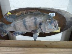 Taxidermy - African fish caught in the Chobe Rapids - Sept 92 mounted on Wooden Plaque