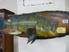 Taxidermy - African fish caught in the Upper Zambezi - caught in Sept 92 mounted on wooden plaque