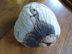 An unusual Coconut drift fruit outer shell