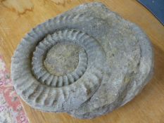Large Ammonite fossil
