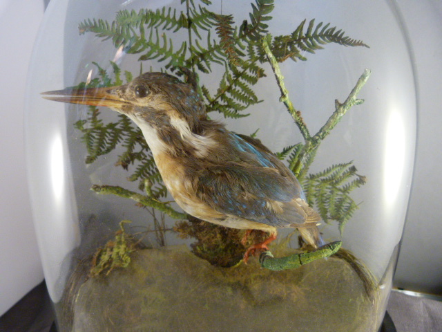 Taxidermy - Kingfisher in a natural setting sat in Victorian Glass Dome on ebonised base - Image 2 of 6