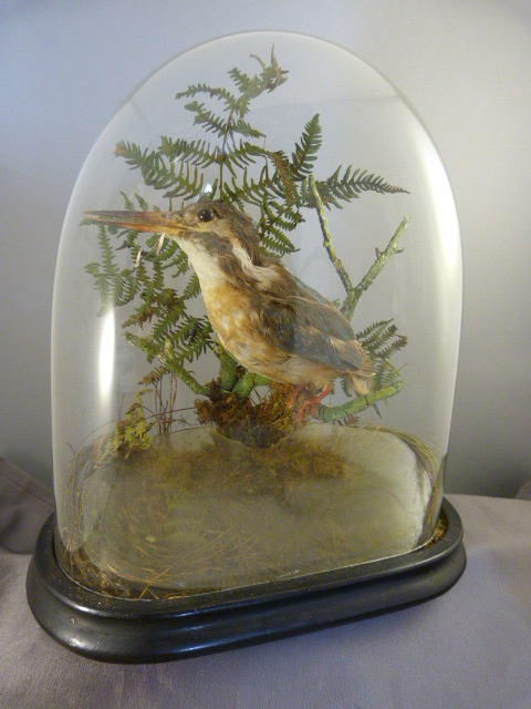 Taxidermy - Kingfisher in a natural setting sat in Victorian Glass Dome on ebonised base - Image 4 of 6