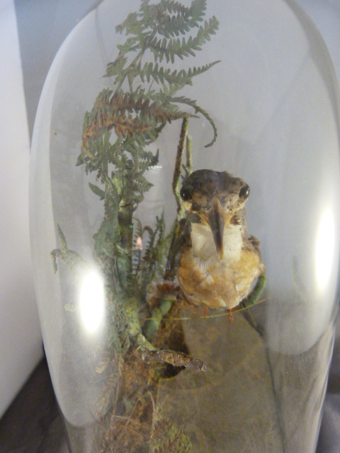 Taxidermy - Kingfisher in a natural setting sat in Victorian Glass Dome on ebonised base - Image 6 of 6