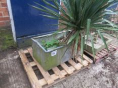 Small galvanised trough c/w plant