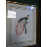 8 various ornithological prints & pictures