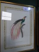 8 various ornithological prints & pictures