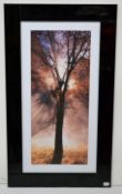 1 x Tall Framed Forrest Scene Art Print With A Black Beveled Glass Surround - Dimensions: H95 x