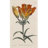 Botanik - - Curtis, William. The Botanical Magazine, or Flower Garden displayed. Vol. 1 u. 2 in 1