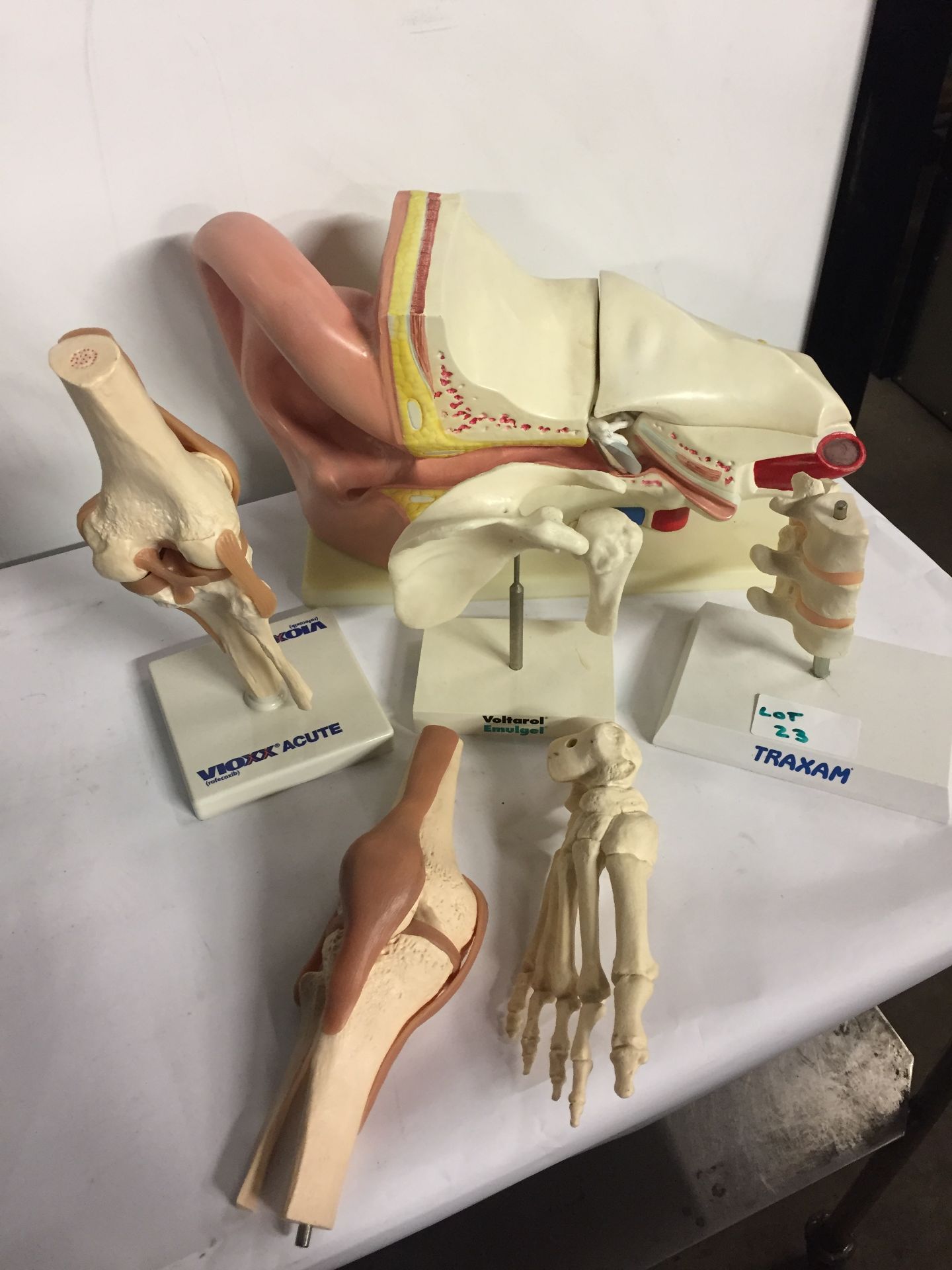 Varous medical models: Preservex plastic caliper | Traxam Spine model | C - Image 2 of 2