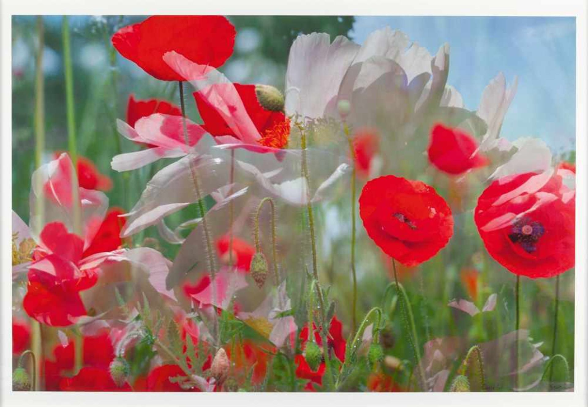 Peter Fischli und David Weiss Ohne Titel (Blumen) Farbiger Inkjet-Druck auf Velin. (1998). Ca. 66