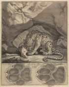 Joahnn Elias Ridinger 1698 Ulm - 1767 Augsburg - Tiger - Radierung. 36 x 28 cm. 37 x 30 cm (