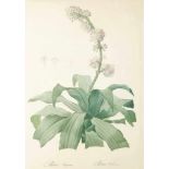 Pierre Joseph Redouté 1759 St. Hubert - 1840 Paris - "Epidendrum Aloifolium" - Kupferstich. 54,5 x
