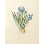 Pierre Joseph Redouté 1759 St. Hubert - 1840 Paris - "Iris Pumila Horibus coeruleis" -