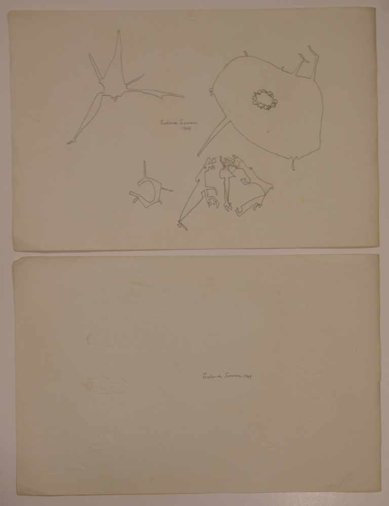 Sommer, Frederick (1905 Angri / Italien - 1999 Prescott / USA), 2 Frottagen, rückseitig, dat. 1949 - Image 2 of 4