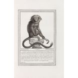 Jacob, Nicolas Henri Storia naturale delle scimie. - Histoire naturelle des singes. -