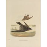 Sharpe, Richard Bowdler A monograph of the Hirundinidae or family of swallows. 2 Bände. London, H.