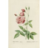 Redouté, Pierre Joseph Les Roses. Décrites et classées selon leur ordre naturel par C. A. Thory. 3