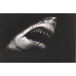 Robert Longo 1953 New York - lebt und arbeitet in New York Untitled (Shark 15). 2008.