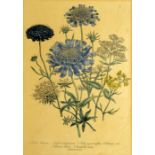 Four 19th century botanical lithographs by Day & Haghe