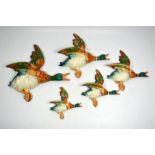 A set of five graduating Beswick flying mallard