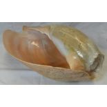 LARGE CONCHE SHELL