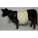 BESWICK BELTED GALLOWAY COW