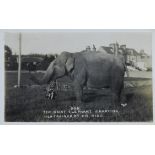 POSTCARD - 'AGA' THE GIANT ELEPHANT CARRYING HER TRAINER BY HIS HEAD POSTMARK BUDE CORNWALL 1946