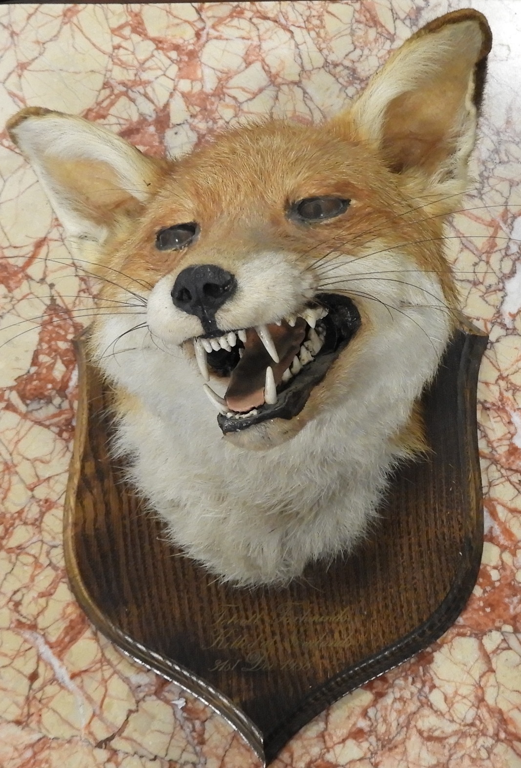 MOUNTED FOX HEAD TETCOTT 1988