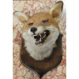 MOUNTED FOX HEAD TETCOTT 1988