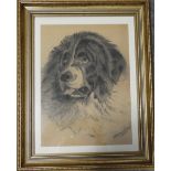 PASTEL OF NEWFOUNDLAND DOG H.P.SMALLDOM