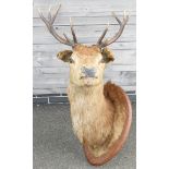 MOUNTED STAGS HEAD